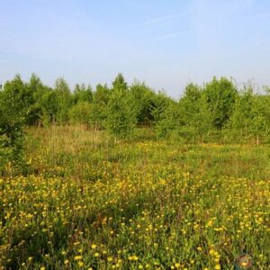 Сосновский р-н, п Витаминный (рядом), 74:19:1602002:653