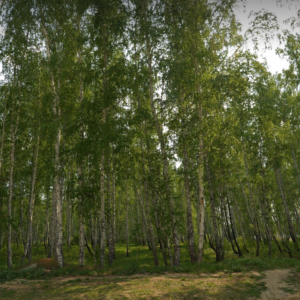 Сосновский р-н, Красное Поле п, 74:19:0802002:2889