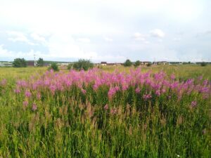 Сосновский р-н, Красное Поле п, 74:19:0802003:1431