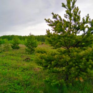 Сосновский р-н, Першерон п, 74:19:1106002:3612